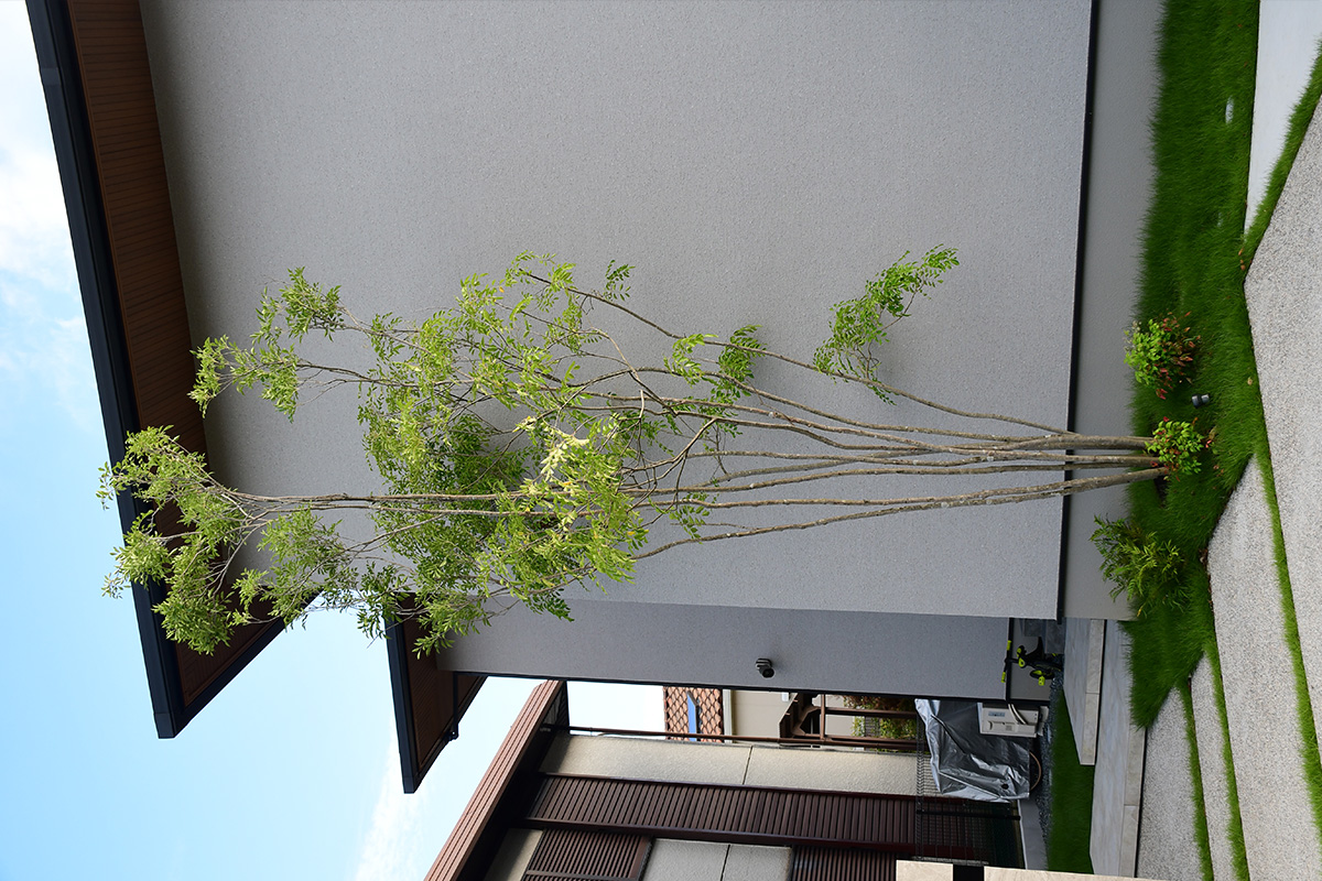 シマトネリコの写真と新築外構/使用した植栽の種類